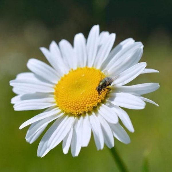 Chrysanthemum leucanthemum Margareta cu Ochiul Boului