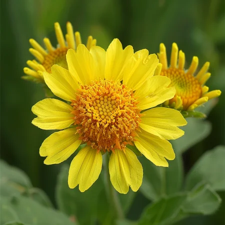 Gaillardia Galbenă