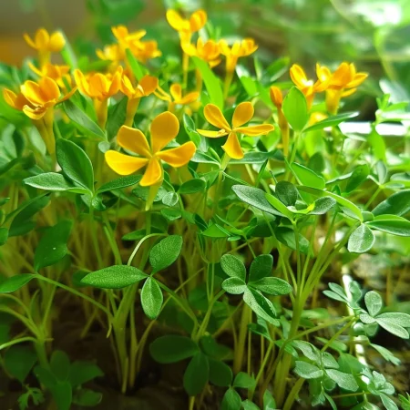 Estragon Mexican Portocaliu