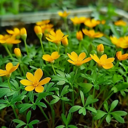 Estragon Mexican Portocaliu