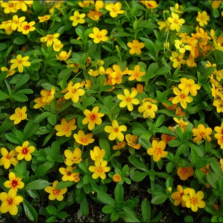 Tagetes Micromaculată Galben