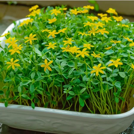 Tagetes Micromaculată Galben