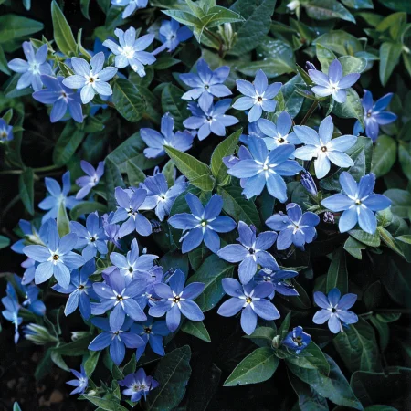 Oxypetalum Cerulean Blue