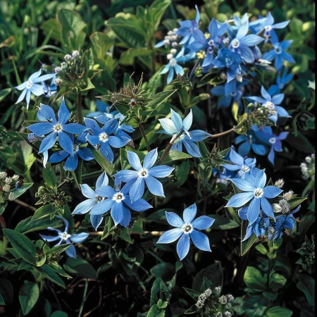 Oxypetalum Cerulean Blue