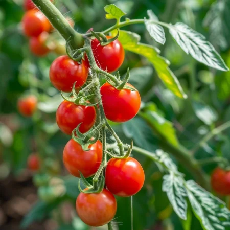 Roșii Cherry Sweetbaby Roșu