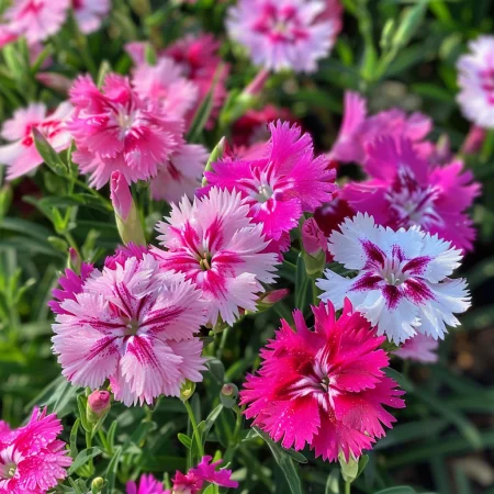 Carnation Chinezesc Veselie Mix Simplu