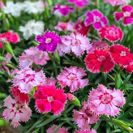 Carnation Chinezesc Veselie Mix Simplu