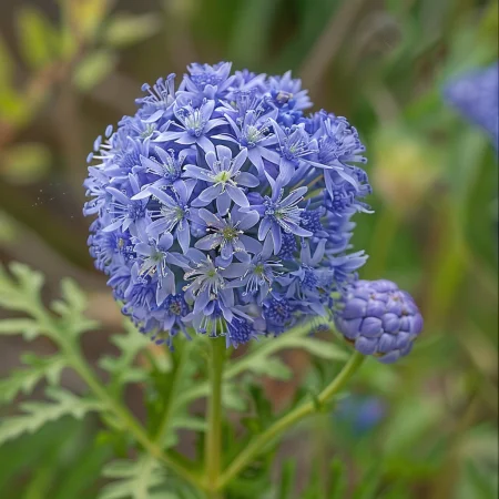 Gilia Globus
