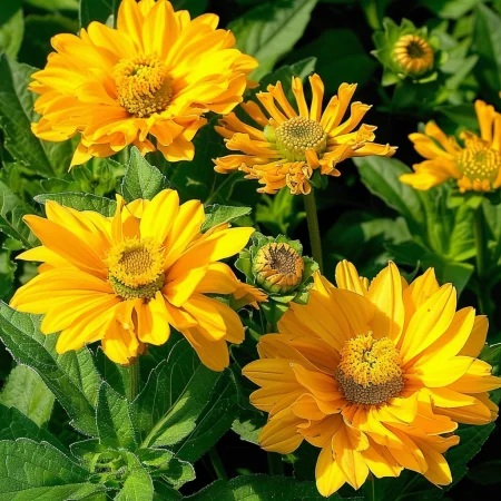 Heliopsis Soare de Vară