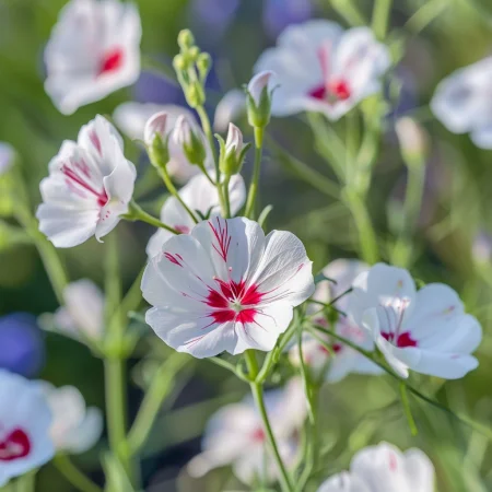 In in nuanță uni Ochi strălucitori