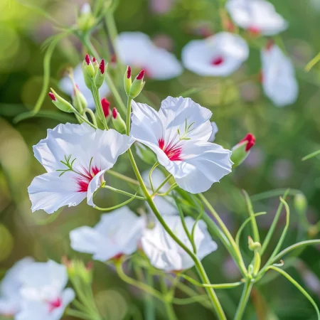 In in nuanță uni Ochi strălucitori