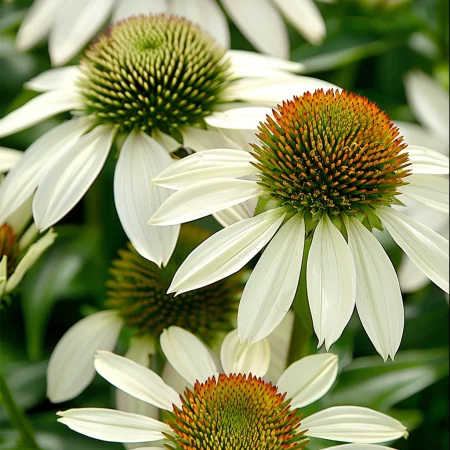 Echinacea Purpurea Lebădă Albă