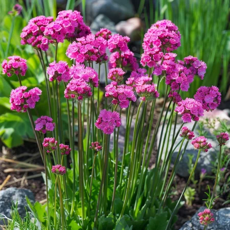 Armeria Splendens Rose Marine